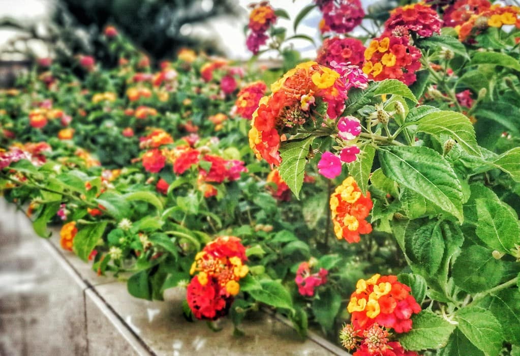 Professional Lantana Removal