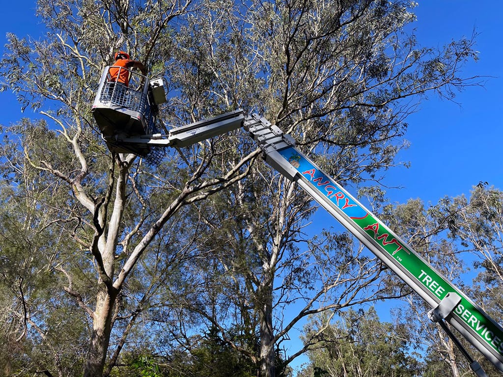 Angry Ant Emergency Tree Cutting and Removal Services