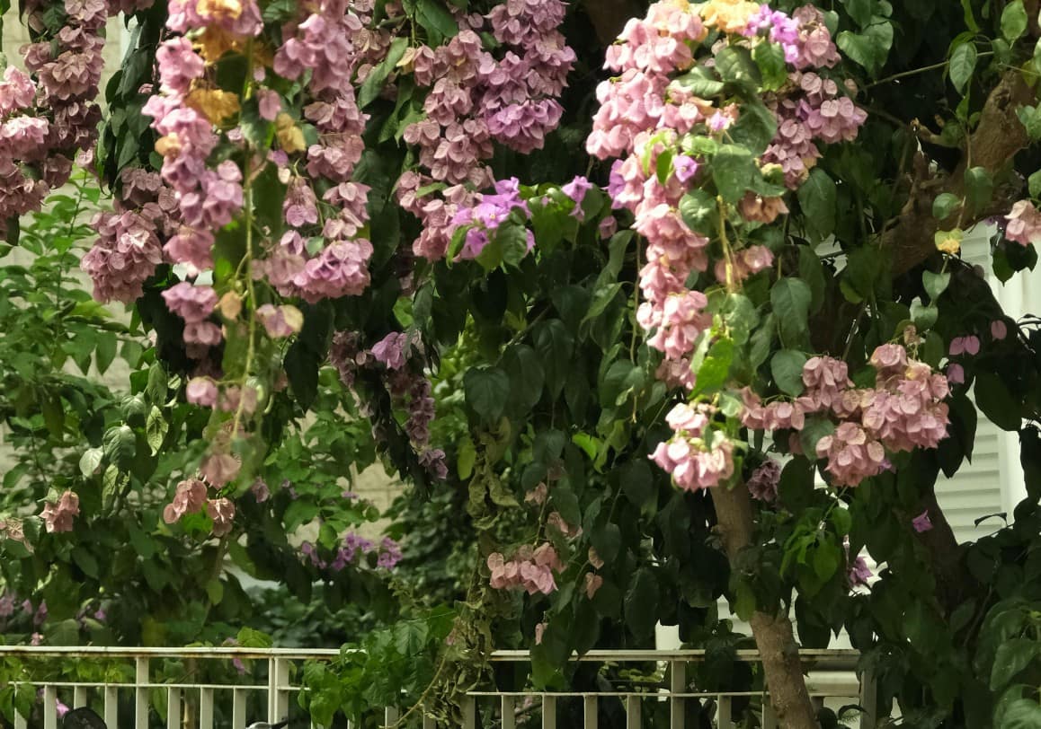 Fence with Bougainvillea