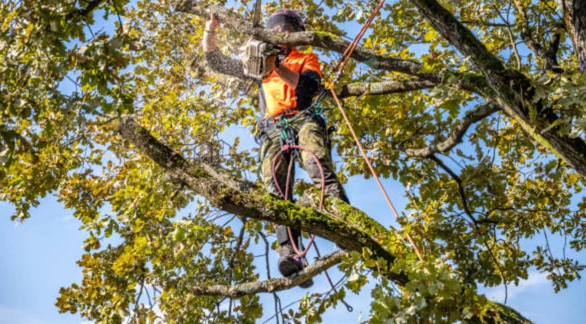 tree removal process with Angry Ant