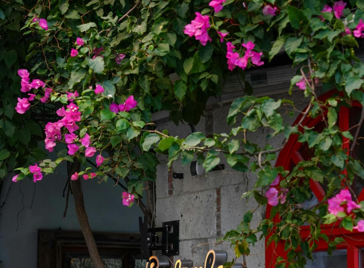 Professional Bougainvillea Removal