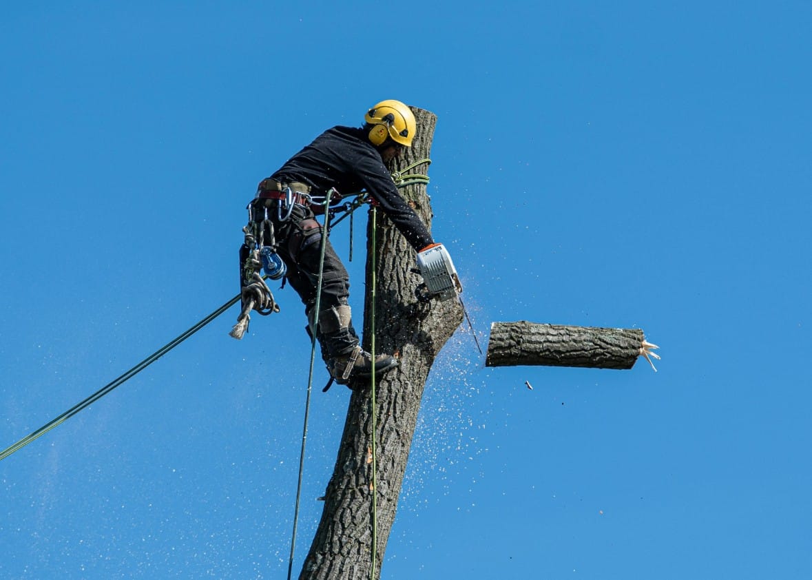 Man Cutting a Tree