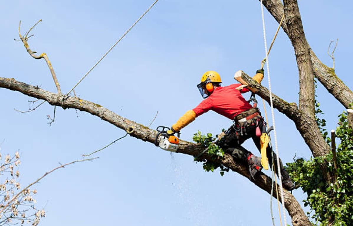 tree pruning and cutting