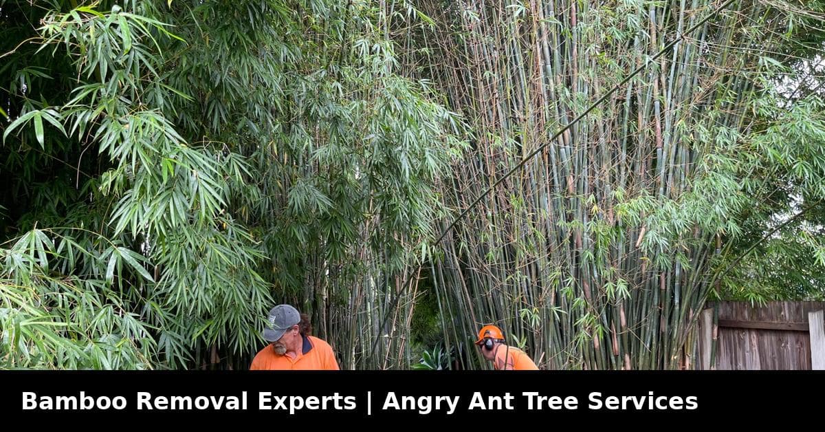 Angry Ant Tree Services team cutting and removing invasive bamboo from a residential backyard in Brisbane.
