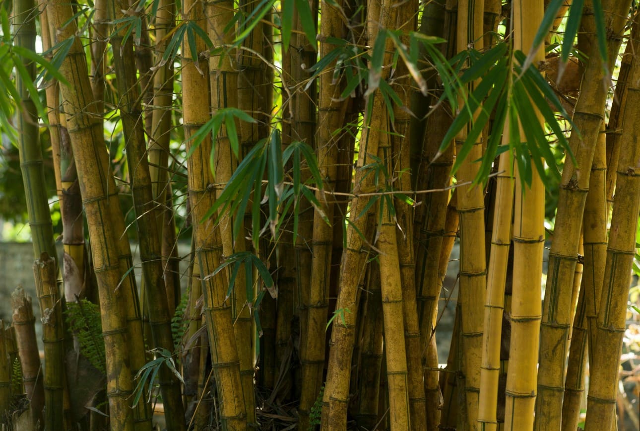 Bamboo Removal Tree Service By Angry Ant Tree Services