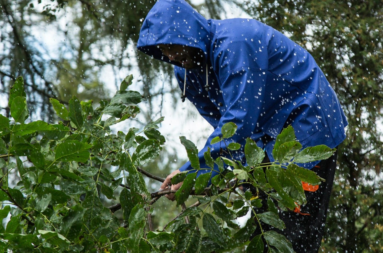 Emergency Tree Pruning and branch cutting