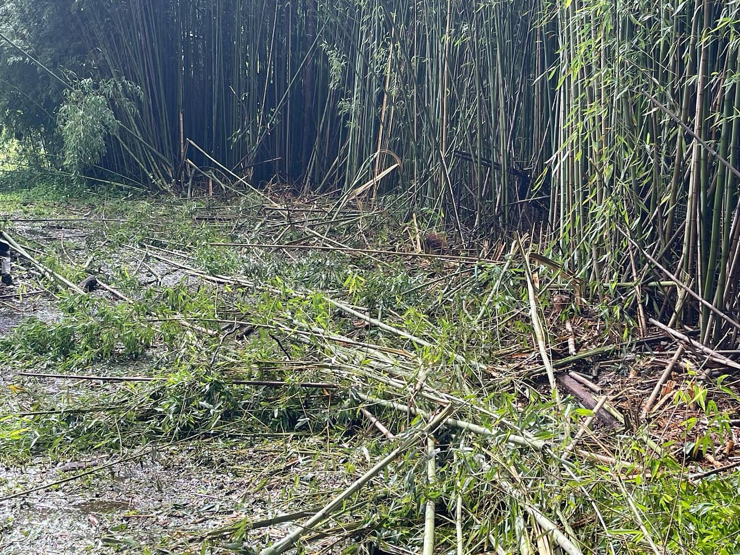 Bamboo removal Angry Ant service