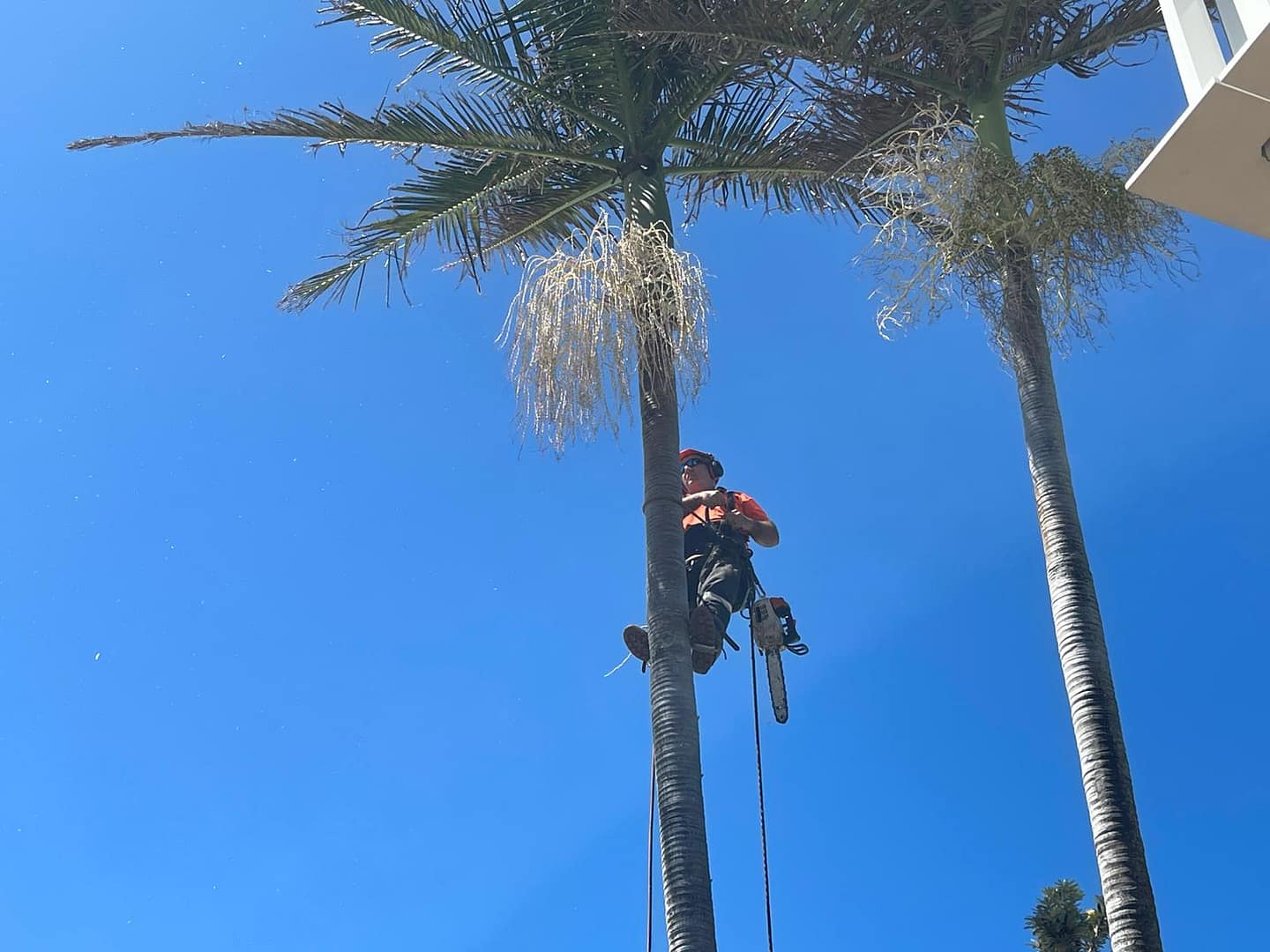 Angry Ant Tree Services specializes in palm tree removal and trimming