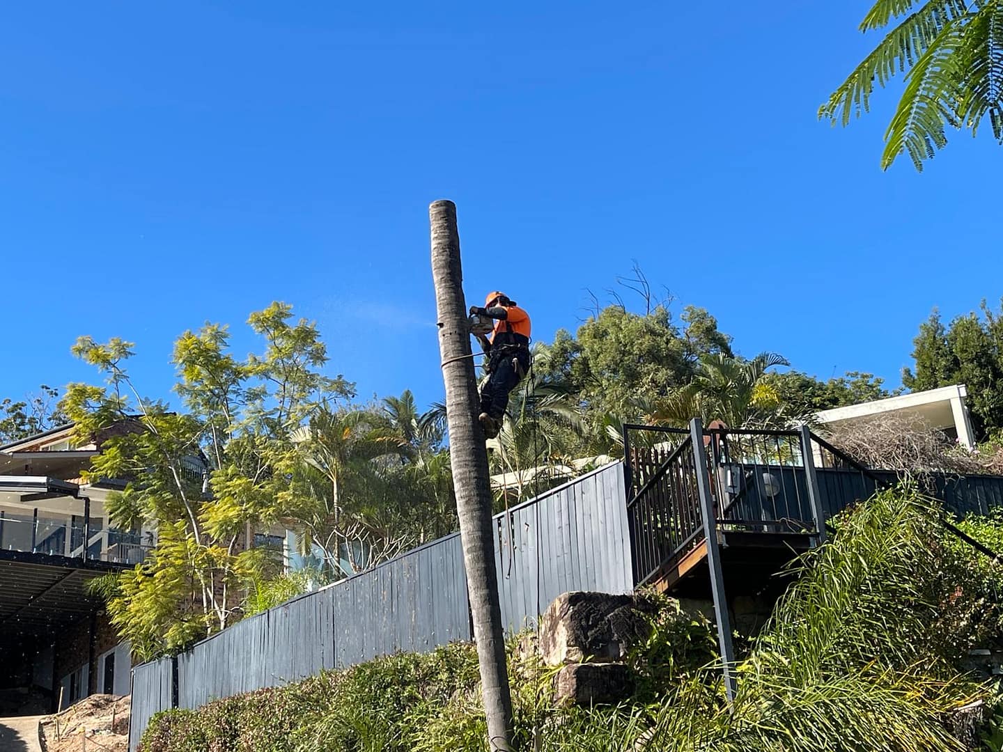 expert palm tree removal
