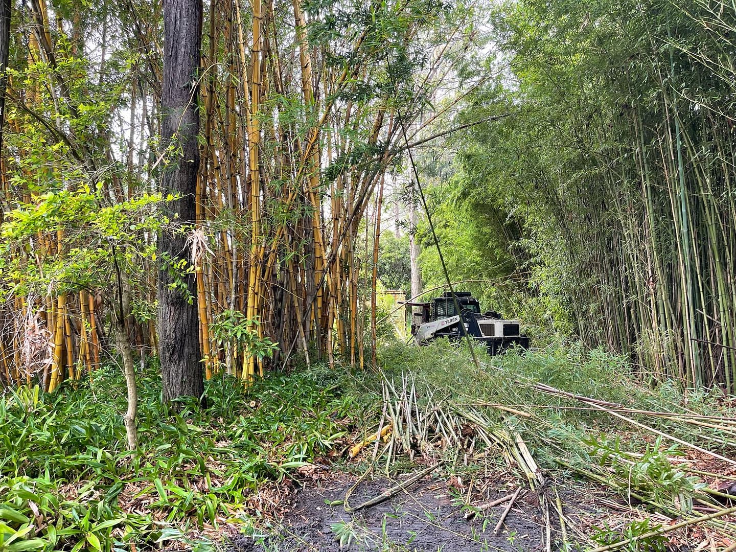 Bamboo removal process and service