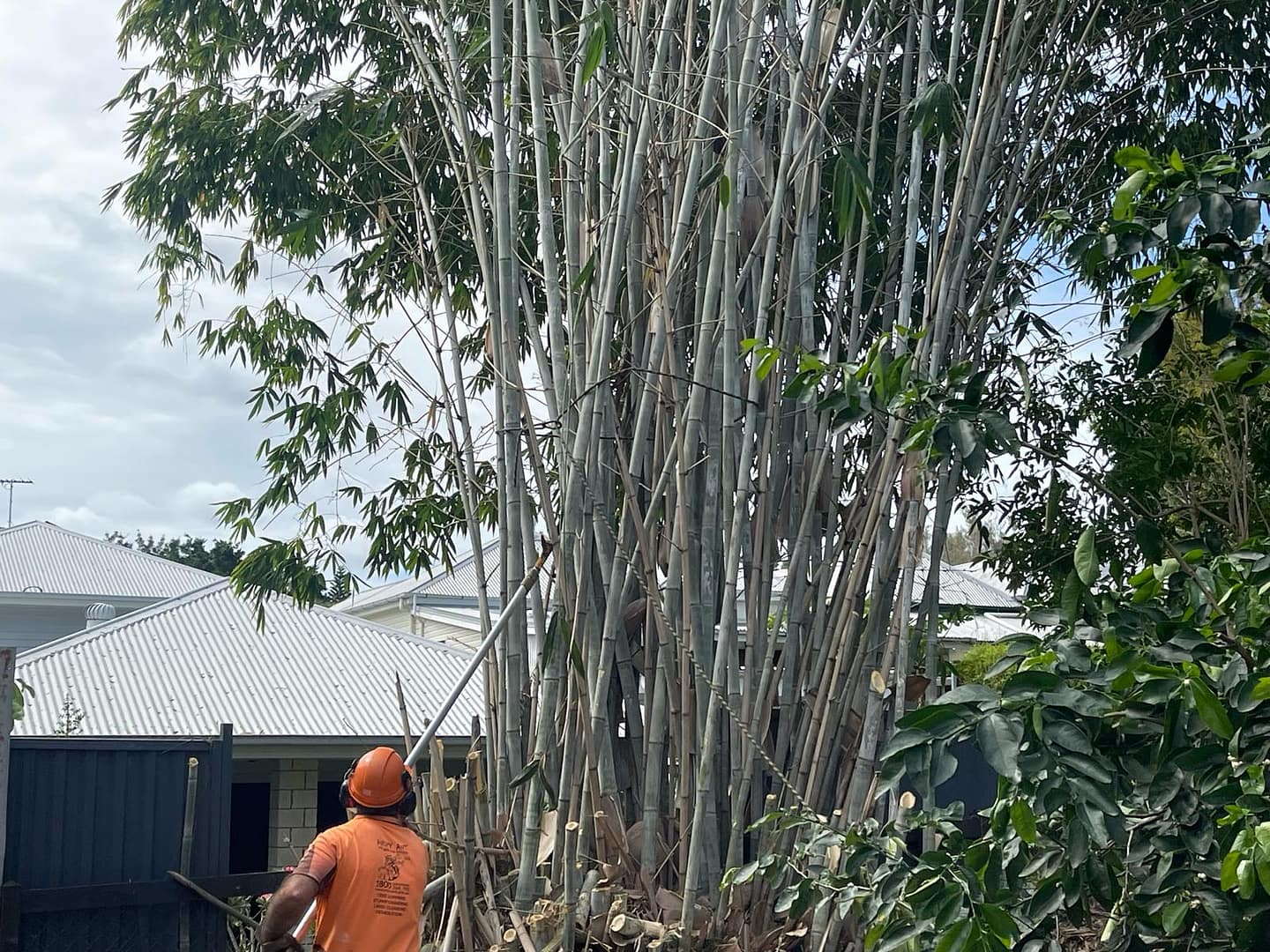 Bamboo removal process