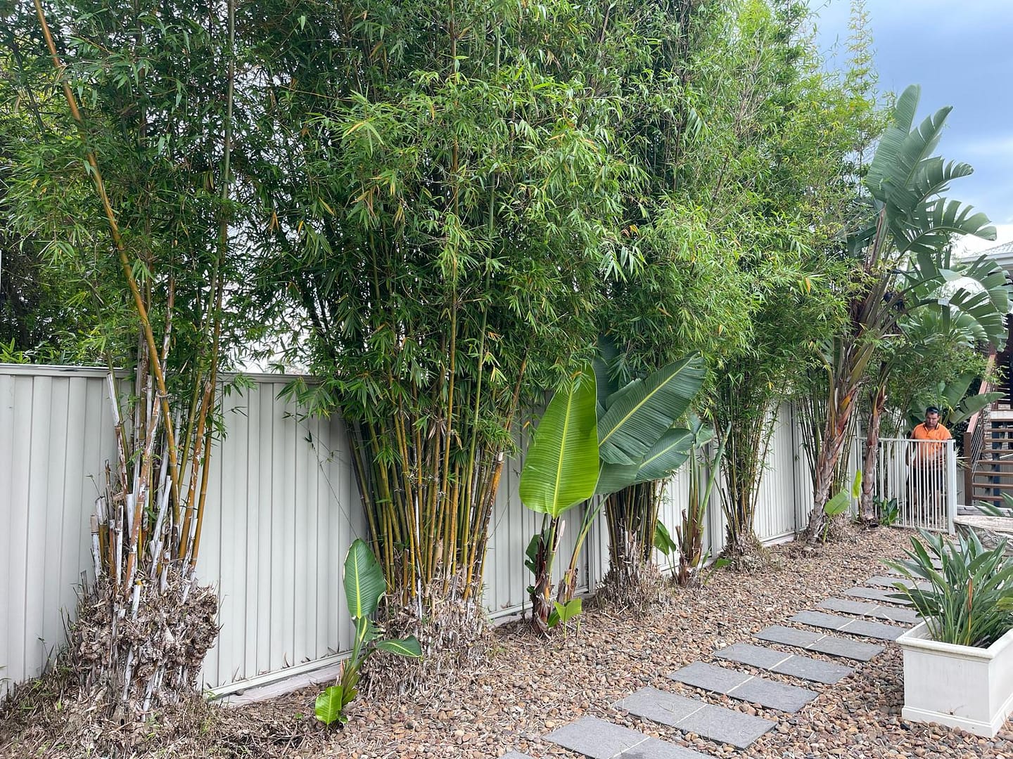 Bamboo removal service