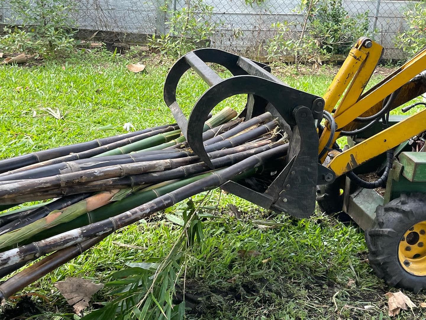 bamboo removal machine at work with Angry Ant Tree Services
