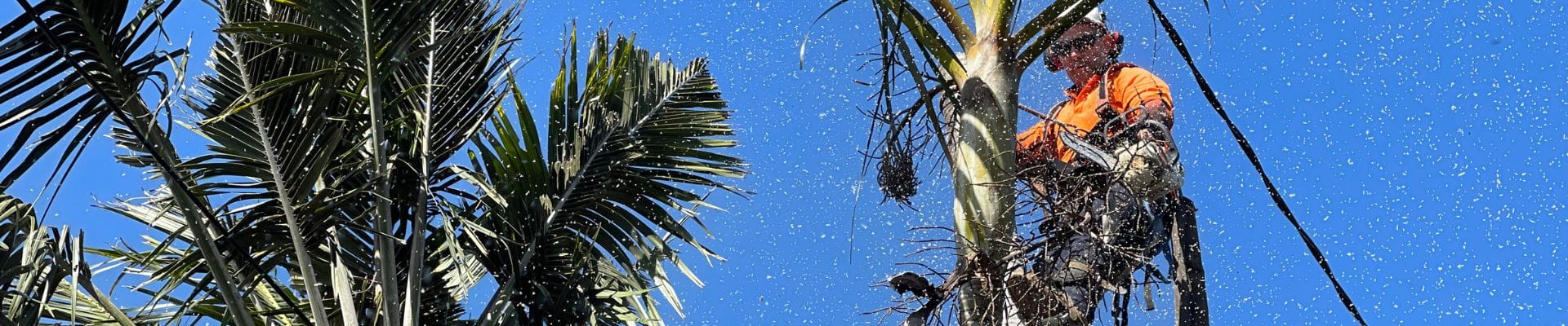 Tree Lopping with Angry Ant