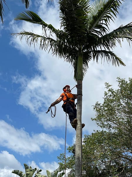 Angry Ant Tree Services for expert palm tree removal