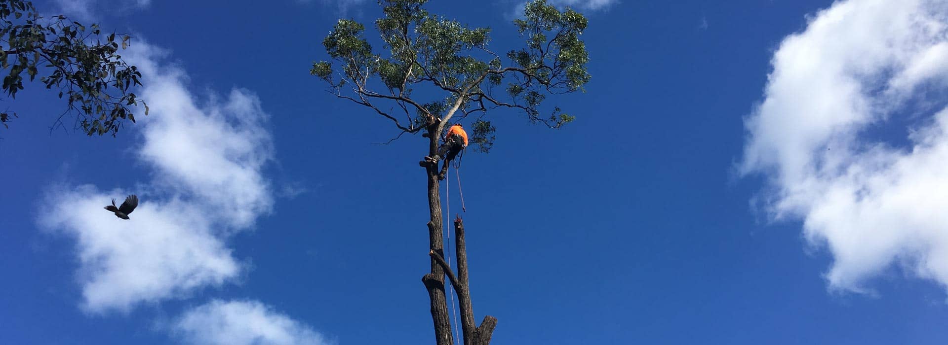 tree looping process