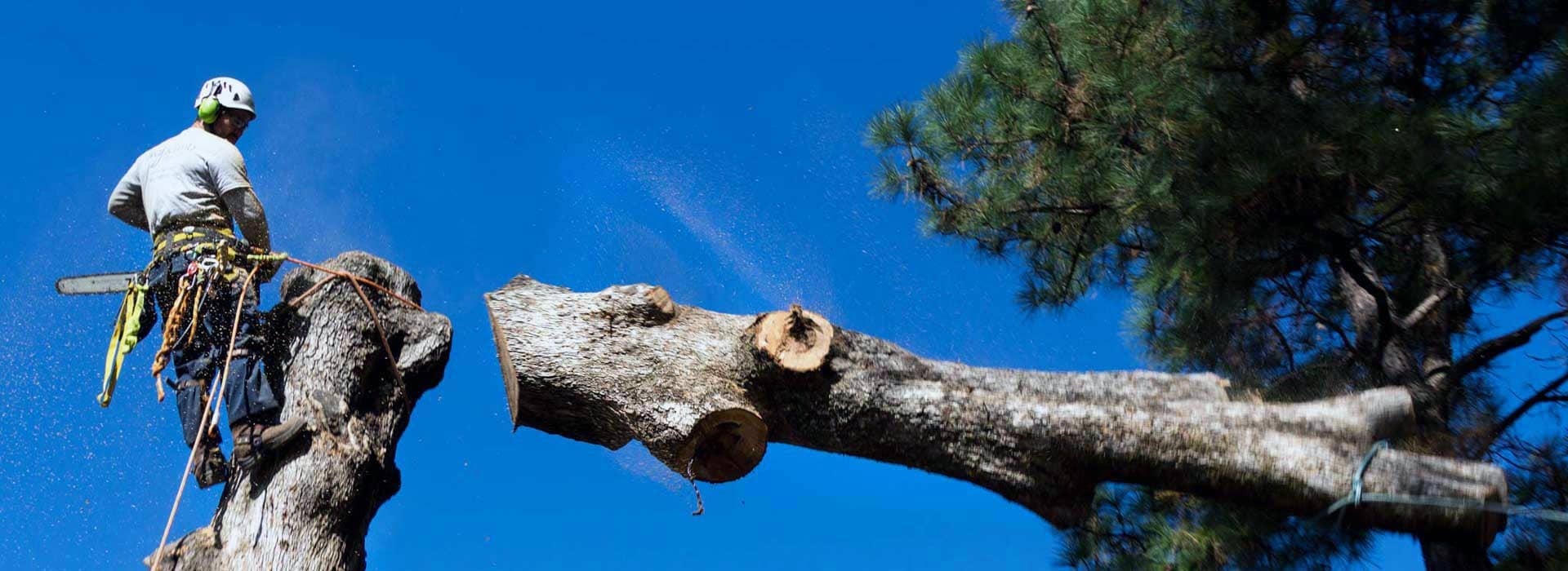 tree looping
