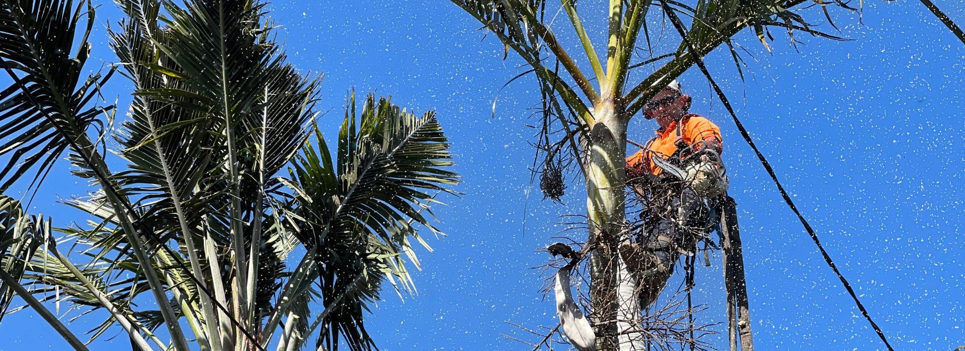Arborist cutting palm tree in Brisbane using safety gear and chainsaw