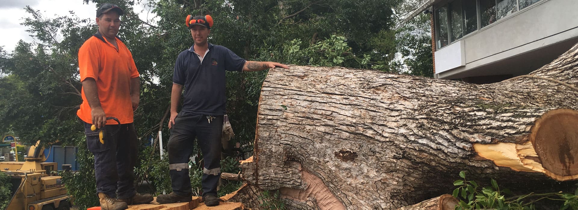 Tree Removal Service By Angry Ant Tree Services