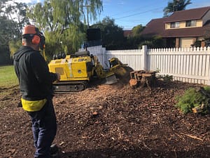 removal of a tree stump using stump grinder