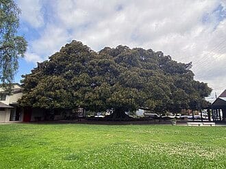 Moreton Shire