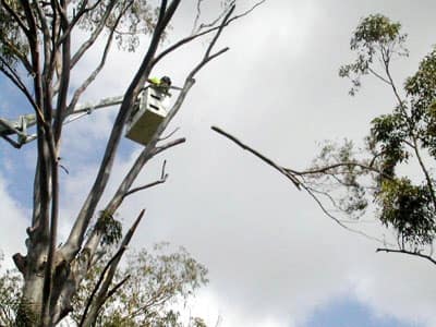 tree branch removal
