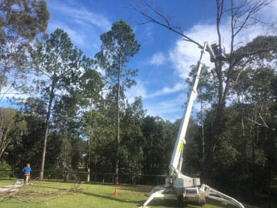 tree removal and cutting