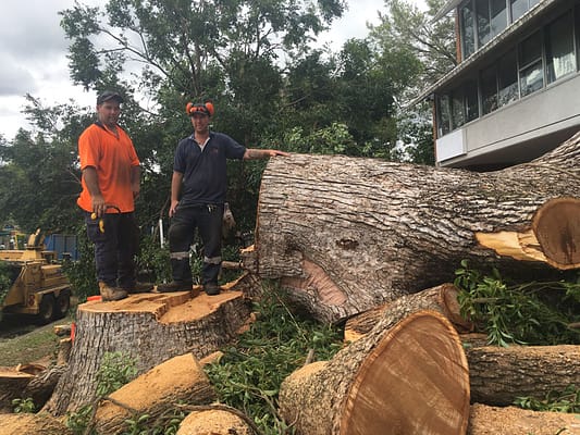 treeremoval9