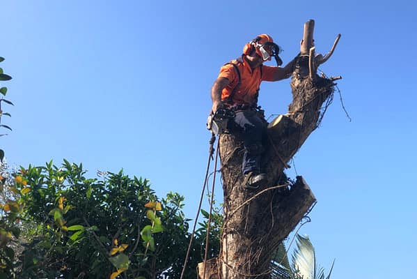 tree-lopping-side