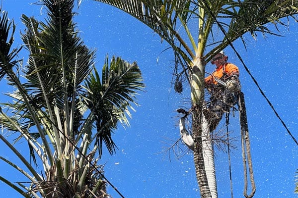 Tree Lopping