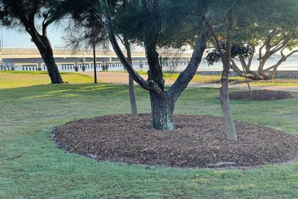 Trees surrounded by forest mulch rings in a maintained park near the waterfront