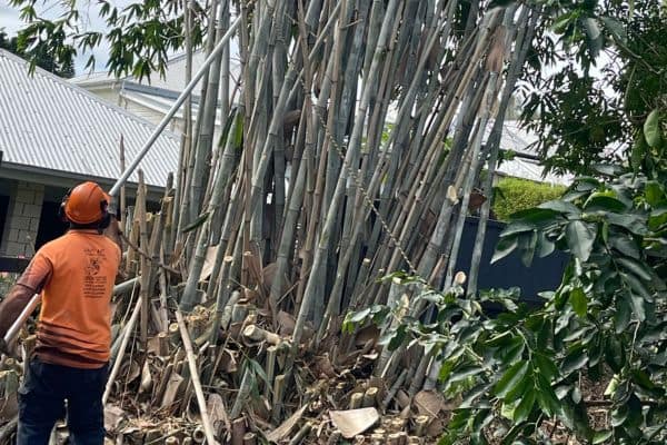 Worker preparing to remove large overgrown bamboo at a residential property in Brisbane
