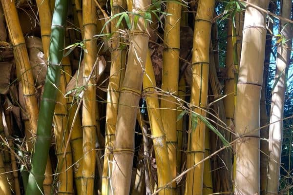 Thick yellow bamboo trunks growing densely