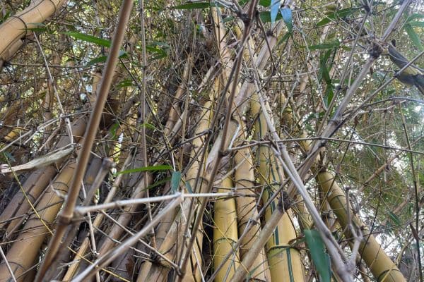 Dense and tangled bamboo thicket