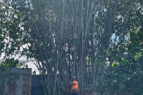 Worker inspecting large bamboo clump for removal