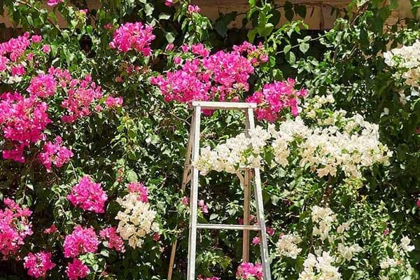 Remove stubborn bougainvillea with Angry Ant Services