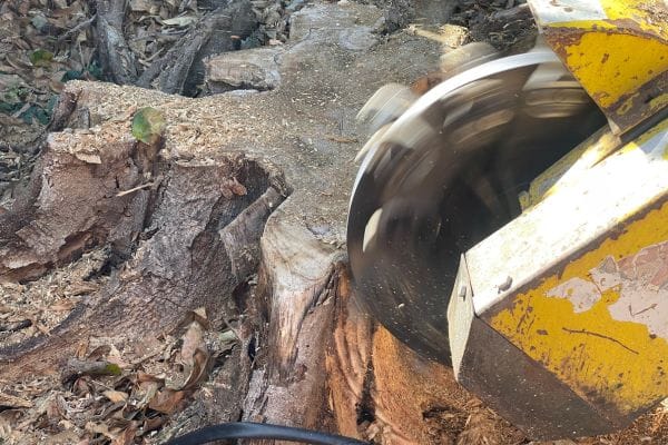 Close-up of stump grinding blade cutting into tree stump in Brisbane.