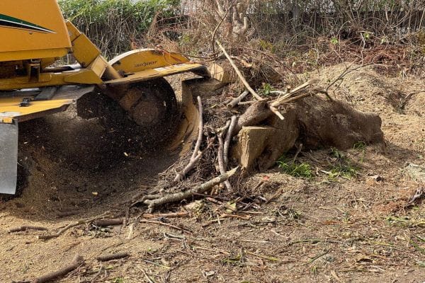 Vermeer stump grinder cutting tree roots in bushland area.