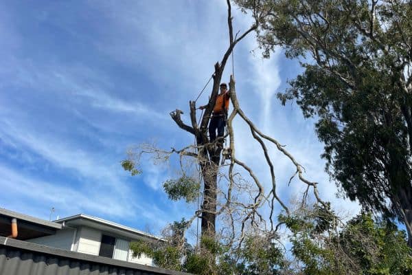 tree lopping Australia