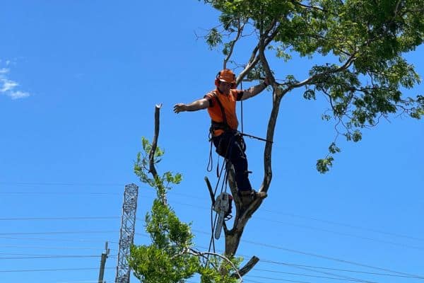 tree lopping process