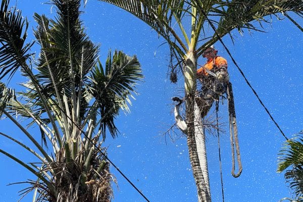 tree lopping service