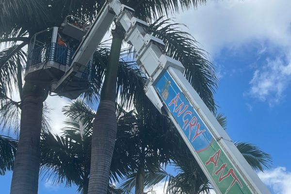 tree lopping using boom lifts