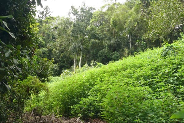 Lantana Overgrowth area