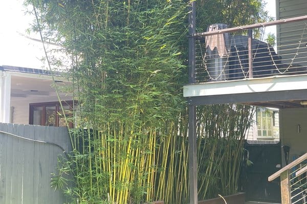 Overgrown bamboo next to deck requiring removal