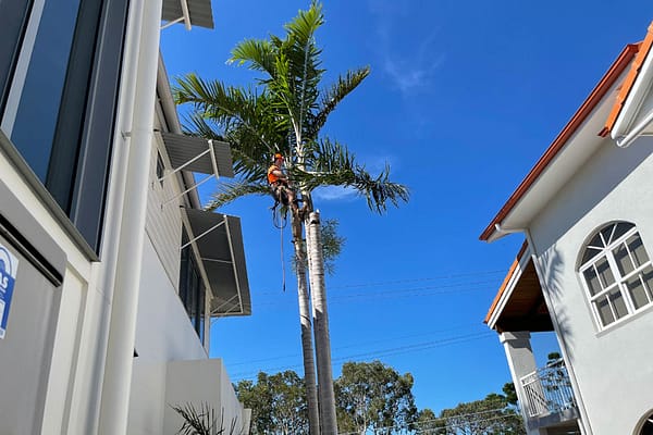 palm trees expert pruning