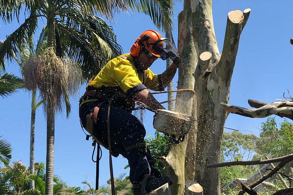 Tree lopping in Brisbane by qualified arborist using safety equipment