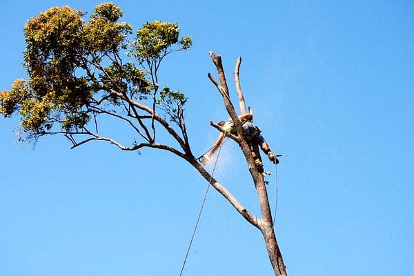 tree pruning