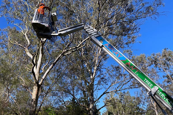 Angry Ant Emergency Tree Cutting and Removal Services