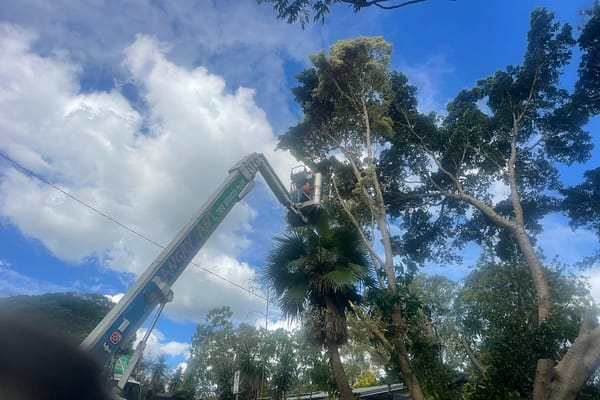 Angry Ant Tree Services Palm Tree Removal