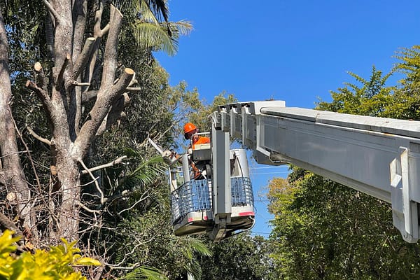 Angry Ant Tree Services at work with equipment